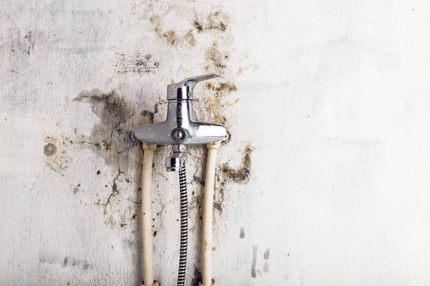 Best Mold Removal and Inspection  in North Prairie, WI