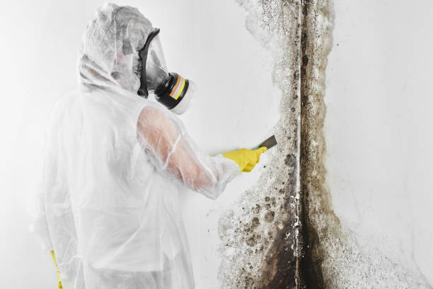 Best Mold Damage Repair  in North Prairie, WI