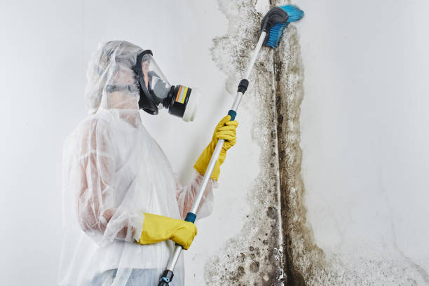 Best Mold Removal Near Me  in North Prairie, WI