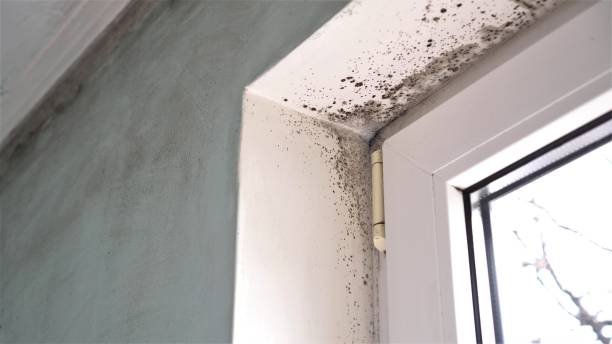 Best Toxic Mold Removal  in North Prairie, WI