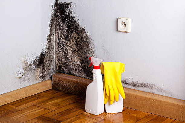 Best Local Mold Removal Service  in North Prairie, WI